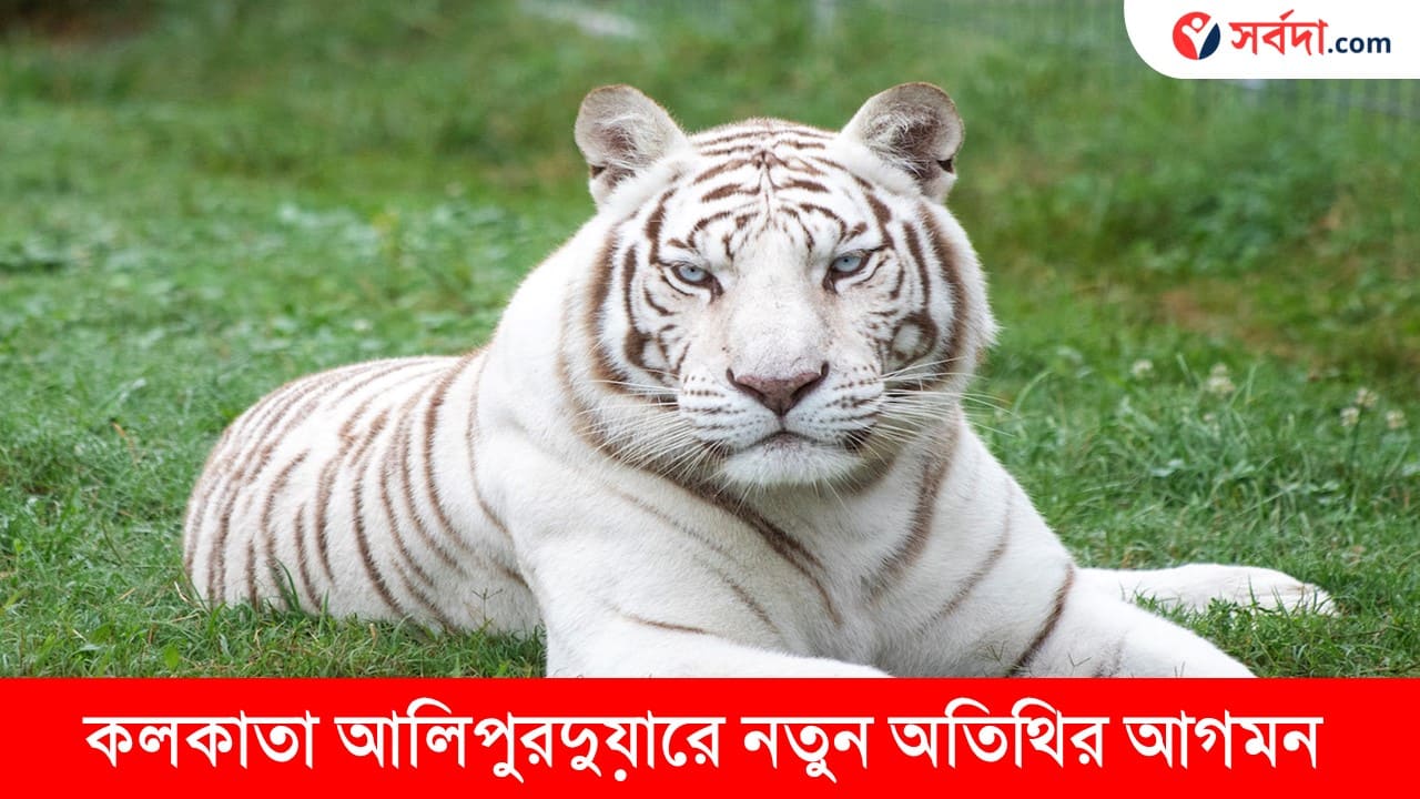 White Tiger Comes to Alipore Zoo 2024